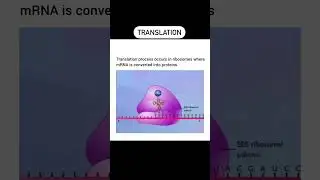 Unlocking the Genetic Code: MRNA Translation in action