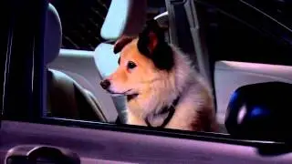 Dog With A Blog - Stan Guards The Car