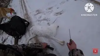 ОХОТА на ЗАЙЦА с МОЛОДОЙ РУССКОЙ ГОНЧЕЙ и НАВИГАТОРОМ ГАРМИН 