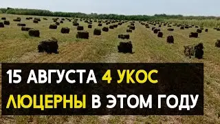 4 покос люцерны GEA в этом году Киргизия Чуйская область. 15.08.2020