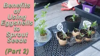 Benefits of Using Eggshells to Sprout Seeds (Part 2)