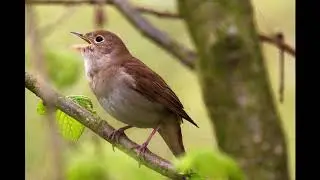 [AUDIO] Chant nocturne du rossignol (Luscinia megarhynchos) - Avril 2020