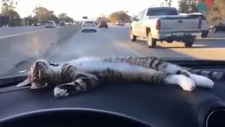 Котик балдеет😂 