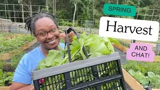 Harvest with Me| Trap Plants| Spring Garden Tour 2024