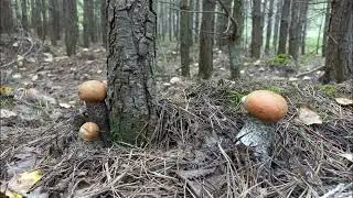 Грибной сезон в разгаре!!! Лучшие грибы.