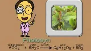 Photosynthesis song new and complete version