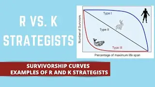 R STRATEGISTS VS. K STRATEGISTS