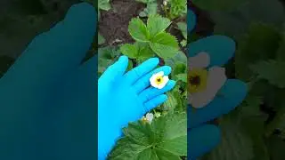 ПОЧЕМУ ЧЕРНЕЮТ СЕРЕДИНКИ ЦВЕТКОВ ЗЕМЛЯНИКИ #земляникасадовая