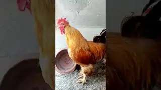 Cock crowing voice #cock #crowing #shortsvideo #shorts #viral