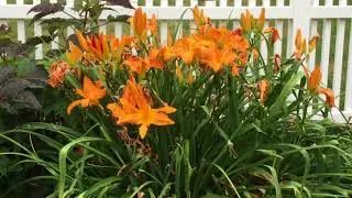 RAINBOW RHYTHM® Primal Scream Hemerocallis | www.gardencrossings.com