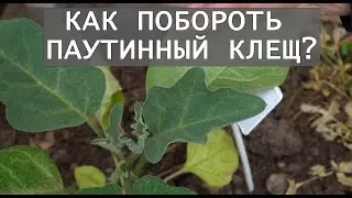 Паутинный клещ. Скорая помощь для растений.