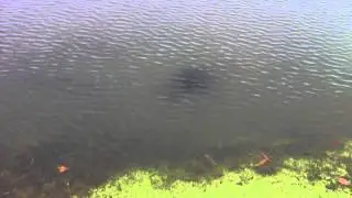 Feeding Carp