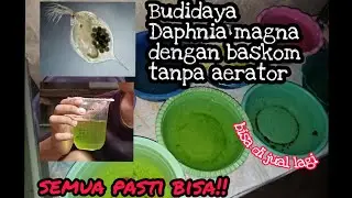 Budidaya daphnia magna dengan baskom