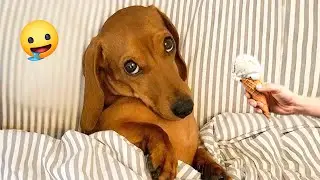 Best Of The 2024 Funny Animal Videos 😂 Funny Dogs and Cats Make You Unable To Stop Laughing🤣🐶