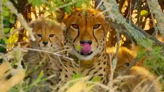 Cheetahs Enter Stealth Mode | ﻿ The Cheetah Family & Me | BBC Earth