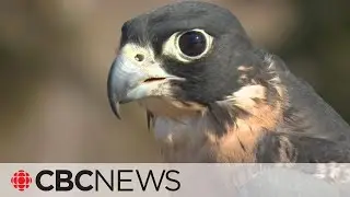 How is climate change impacting bird migration?