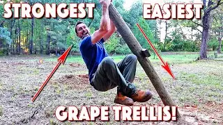 Constructing A Vineyard Trellis For Beginners! Easiest and Strongest Design