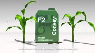 Convey®, duro con las malezas, seguro para tu maíz.