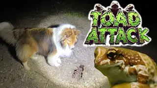 Toad ATTACK! 🐸🐶 a Camping Adventure only on Cricket 