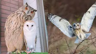 OWL BIRDS🦉- Funny Owls And Cute Owls Videos Compilation (2021) #009 - Funny Pets Life