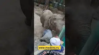 слоник
