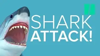 The Best Shark Attacks In Movies | HuffPost Mashup