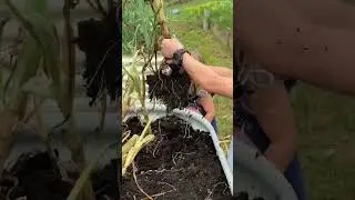 Let’s pull some garlic! #shorts #garlic #harvesting