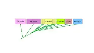 Classification systems Animation