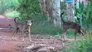 Awesome Rural Dogs !! Dog Meeting for the Summer Season in Village.