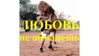 Дружба человека и льва. Человек и царь зверей. Любовь настоящая человека и льва.