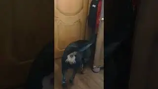 После прогулки 🐕