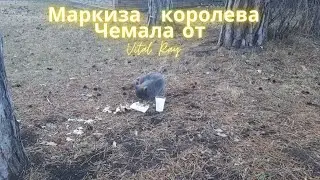 Маркиза королева Чемала