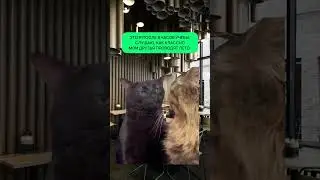 Большие мечты требуют больших усилий 🐨💚