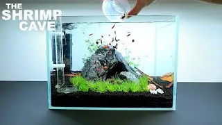 The Shrimp Cave: NEW Shrimp Setup for Neocaridina Aquascape Tutorial