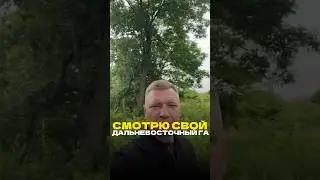 Смотрю свой Дальневосточный га, полученный бесплатно #участок ##дальнийвосток #земельныйучасток #дом