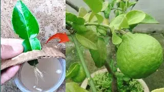 New skills! Growing a lemons tree with lemon leaves in water