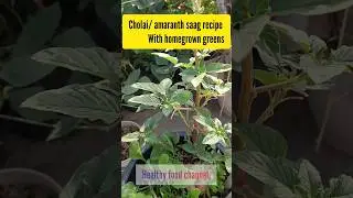 homegrown amaranth saag recipe 