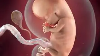 10 Weeks Pregnant Fetal Development