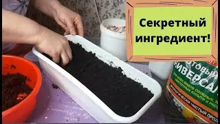 Смотрите, как я готовлю почву на рассаду с секретным ингредиентом!