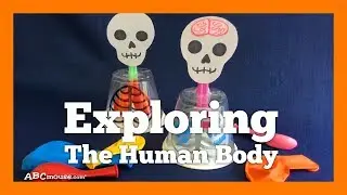 Crafts and Activities for Kids: Exploring the Human Body, Learning About Lungs by ABCmouse.com