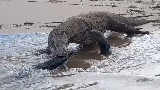 sea ​​predators vs land predators😱