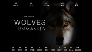 Wolves Unmasked 🐺 Wolf Documentary 2021🐺 Wolf Rewilding