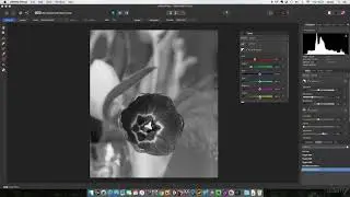 Affinity Photo: Raw Image Development : Creating Black and White Images