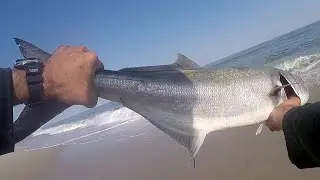 Fishing & Chasing BLUEFISH Down Beach - BIG GATOR BLUEFISH & Peters Recipe