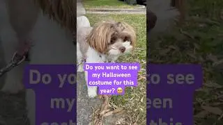 How scary am I? SUBSCRIBE #dog #cute #funny #puppy #pets #dogs #cutedogs #doglover