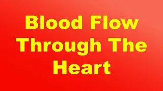 Blood Flow Through The Heart  I Oxygenated and Deoxygenated Blood,