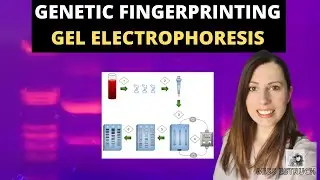 GENETIC FINGERPRINTING- A-level Biology. Gel electrophoresis, VNTRs and the uses.