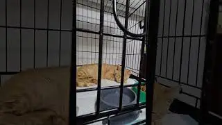 КОТ РЫЖИК ПРИВИТ И ИЩЕТ ДОМ