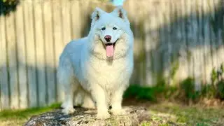 Monroe The Husky is live! Happy Birthday Monroe