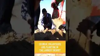 Big Results Of China Reforesting The Gobi Desert | Many Participated 